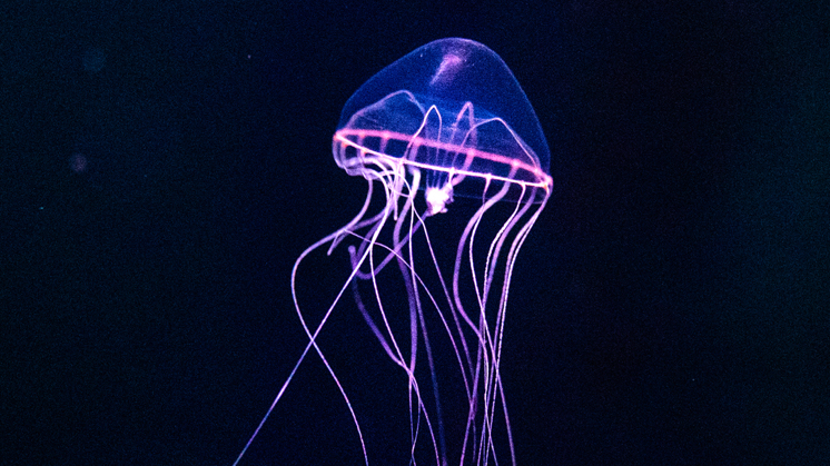 midnight zone jellyfish