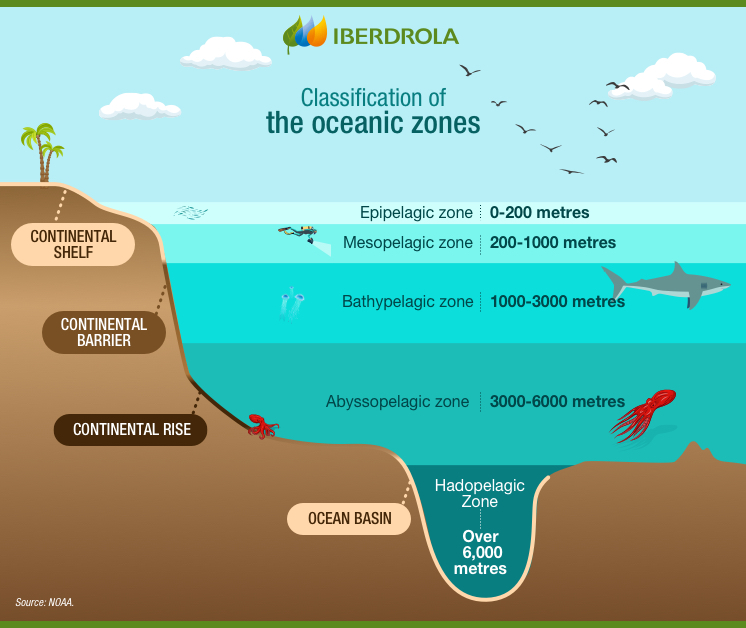 mesopelagic zone food web