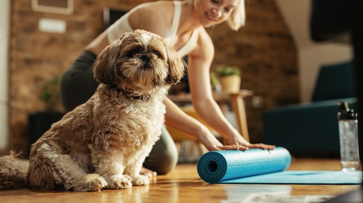 Beneficios De Tener Mascota Que Mejoran Tu Salud - Iberdrola