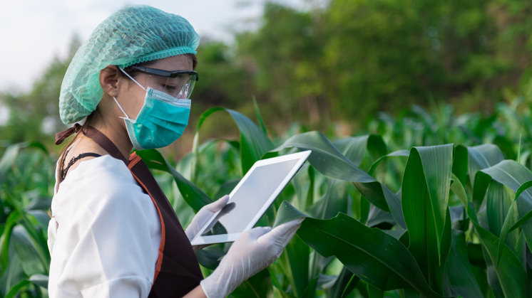 Qué Es La Seguridad Alimentaria Y Su Importancia - Iberdrola