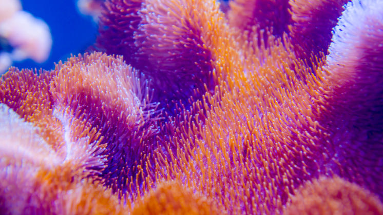 Why are coral reefs important for the planet? - Healthy Human