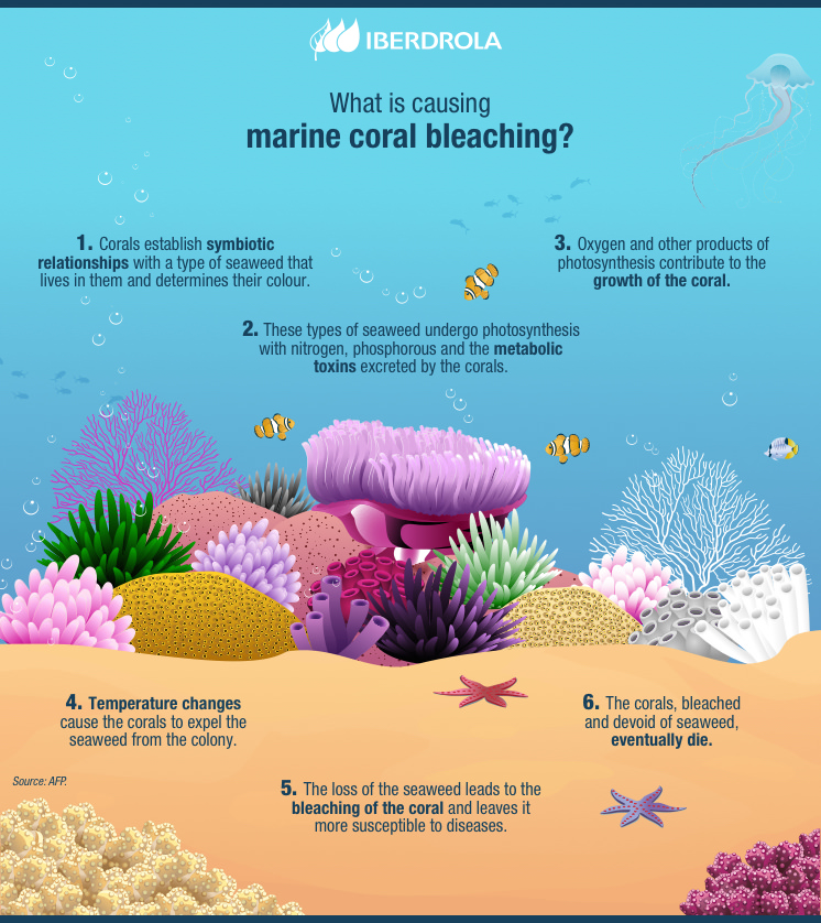 Why are coral reefs important for the planet? - Healthy Human