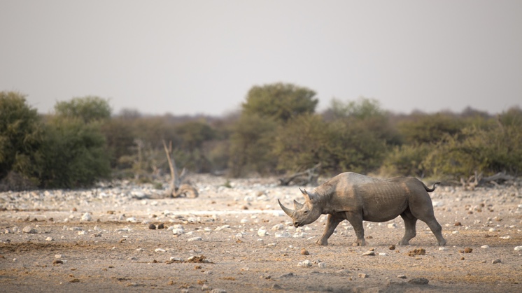 Dez animais extintos nos últimos 100 anos graças aos humanos, Biodiversidade