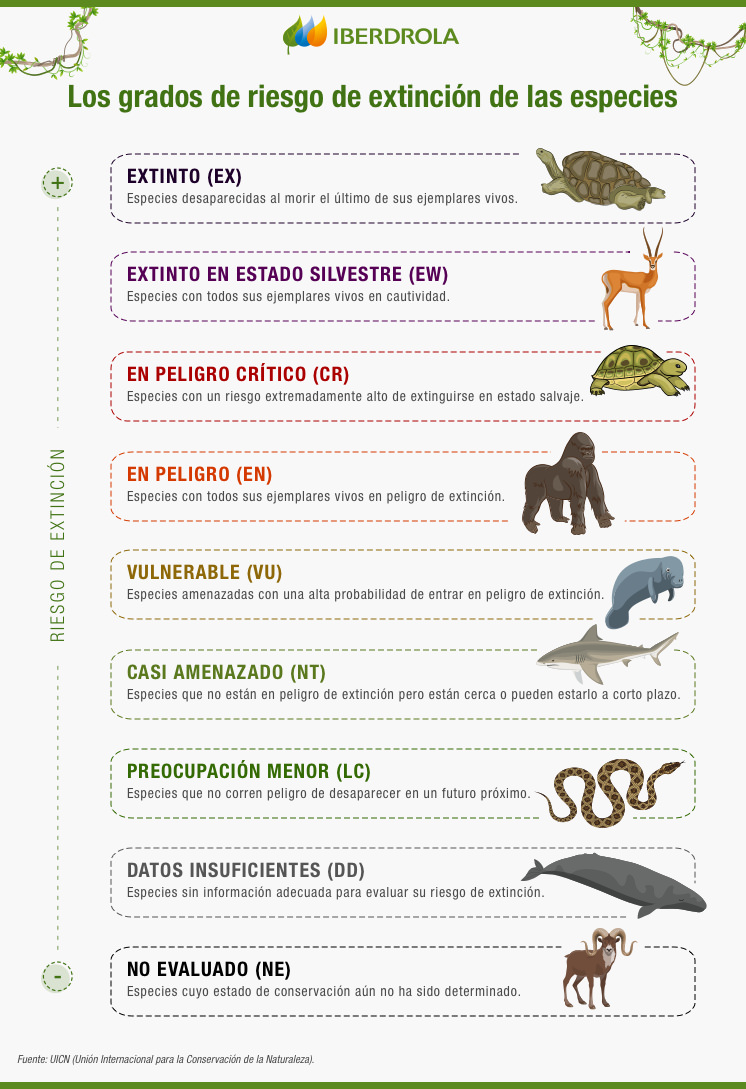 Animales Salvados De La Extinción - Iberdrola