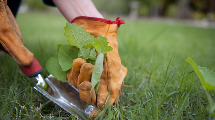 plantas silvestres, geralmente crescem em qualquer lugar sem