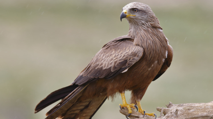 Black kite.