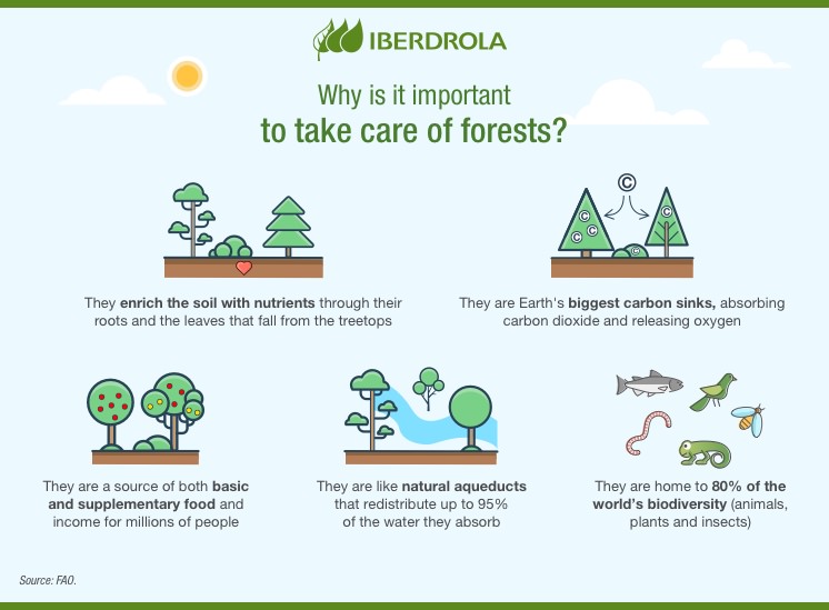 WeForest: Sustainable Reforestation Solutions