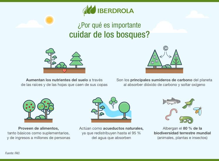 Reforestación: Qué es, Tipos y Casos de Éxito - Iberdrola