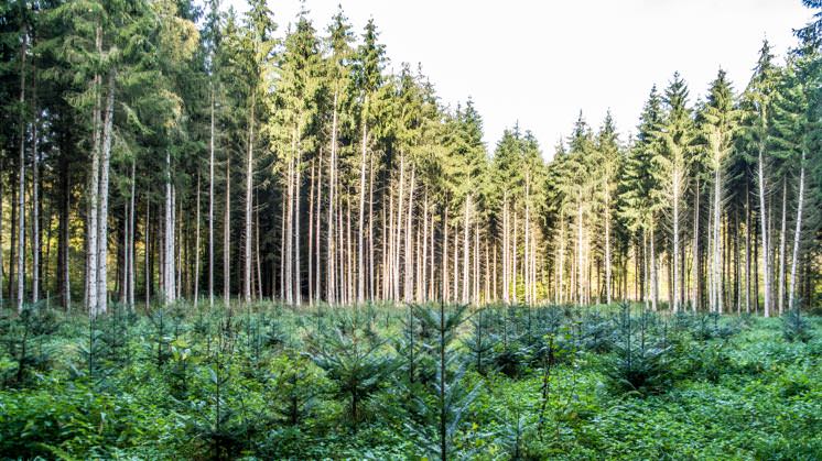 Reforestación: Qué es, Tipos y Casos de Éxito - Iberdrola