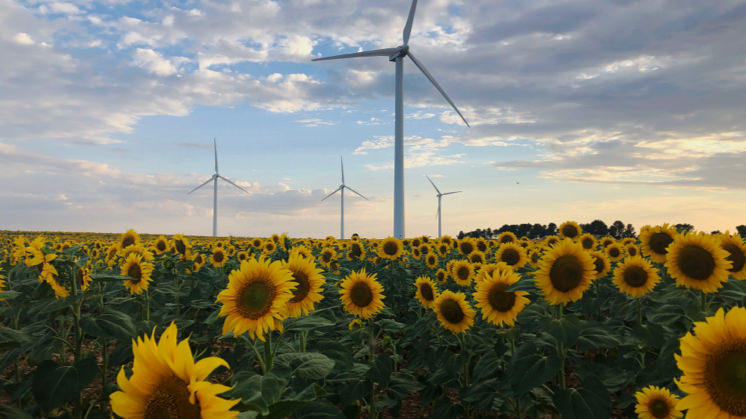 Sunflowers.