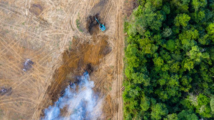 Por qué se pierde la Biodiversidad y cómo solucionarlo? - Iberdrola