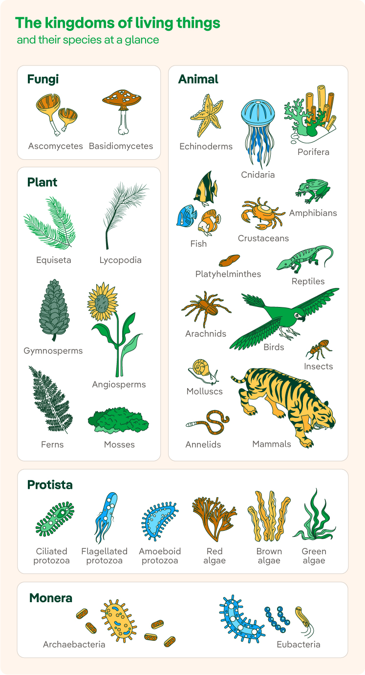 examples of animalia kingdom