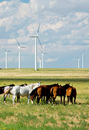 Caballos en parque eólico