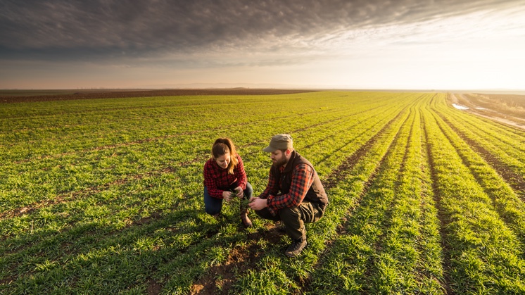 Organic farming: food production using natural substances - Iberdrola