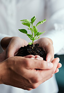 Hands with a plant